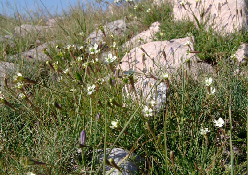 Silene parnassica (Boiss. & Spruner), AGRAFA - VOUTSIKAKI-2