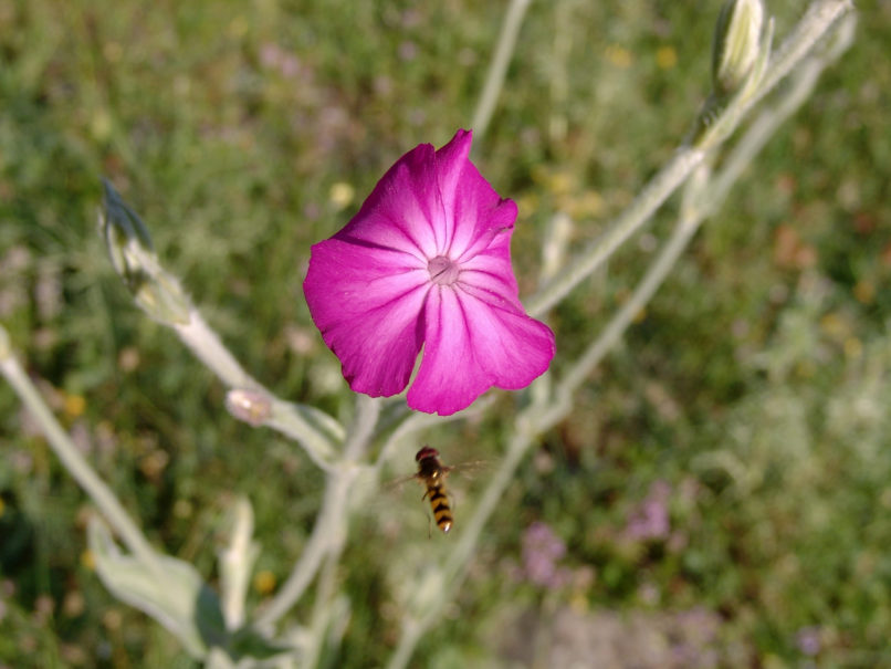 Lychnis coronaria (L.) [Silene coronaria (L.)], AGRAFA - PETSALOUDA-1