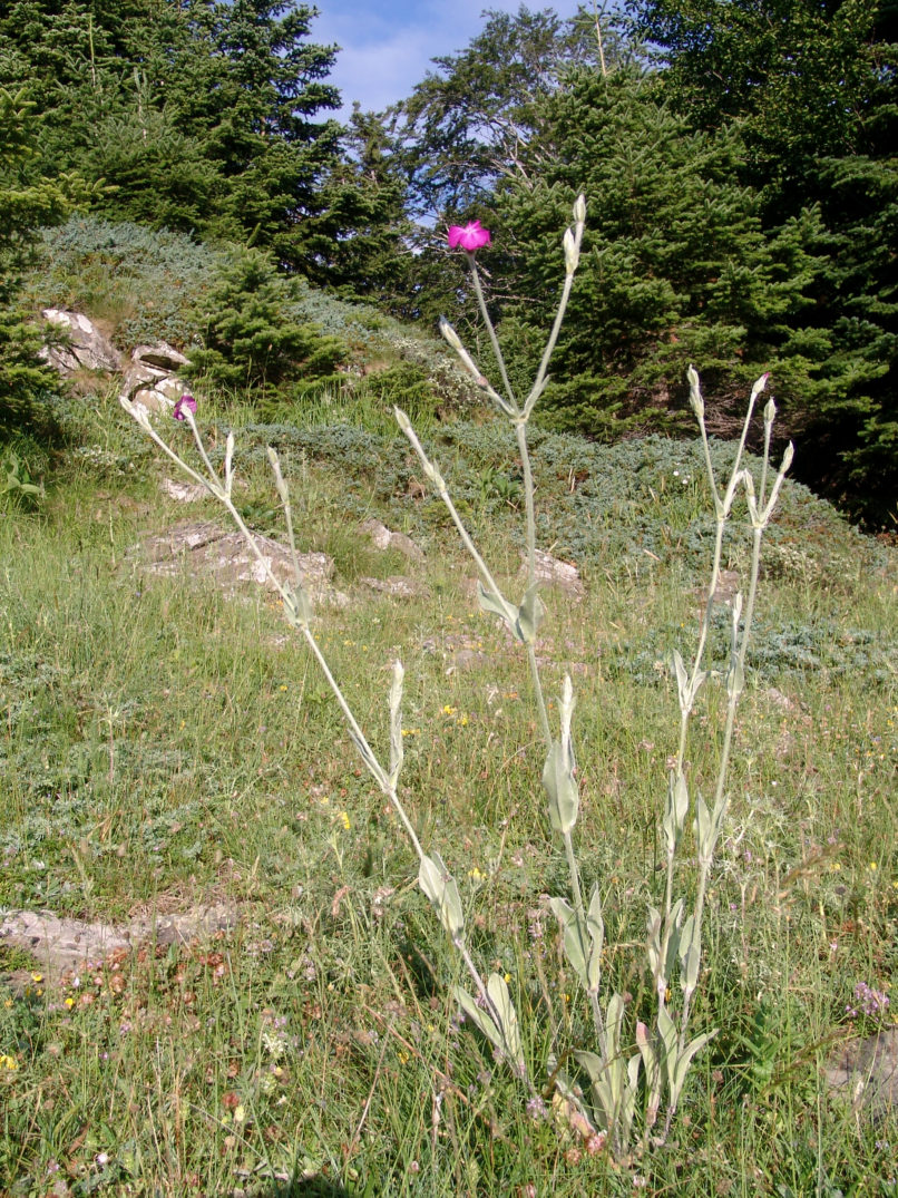 Lychnis coronaria (L.) [Silene coronaria (L.)], AGRAFA - PETSALOUDA-2