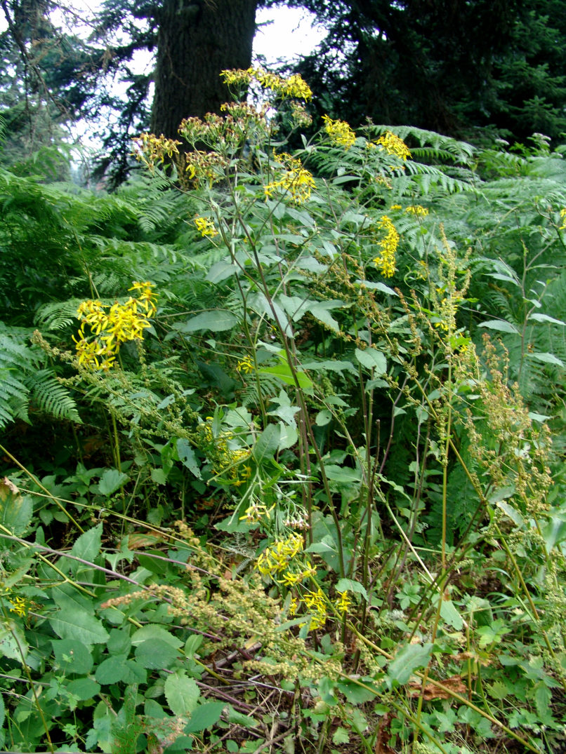 Senecio fuchsii (C.C. Gmelin) [S. ovatus (Gaerth & Al.)], AGRAFA - PETSALOUDA-2