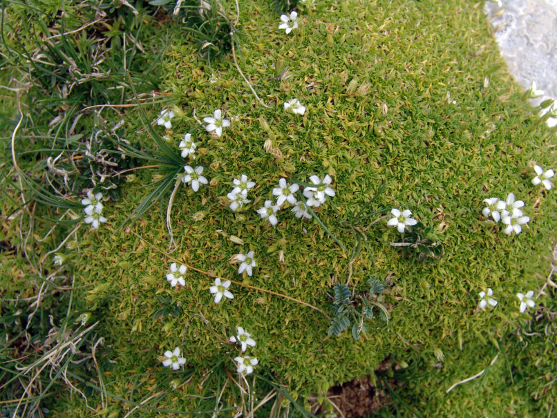 Minuartia stellata (Mair.) ssp. stellata, VARDOUSIA-1