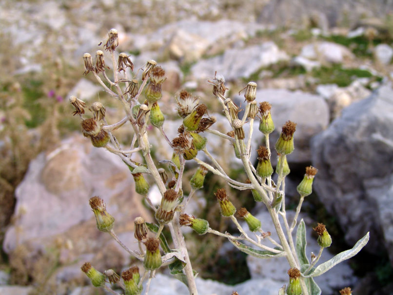 Compositae (Asteraceae) 5 [?], VARDOUSIA-1