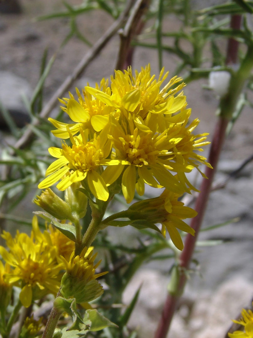 Solidago virgaurea (L.), GIONA-2