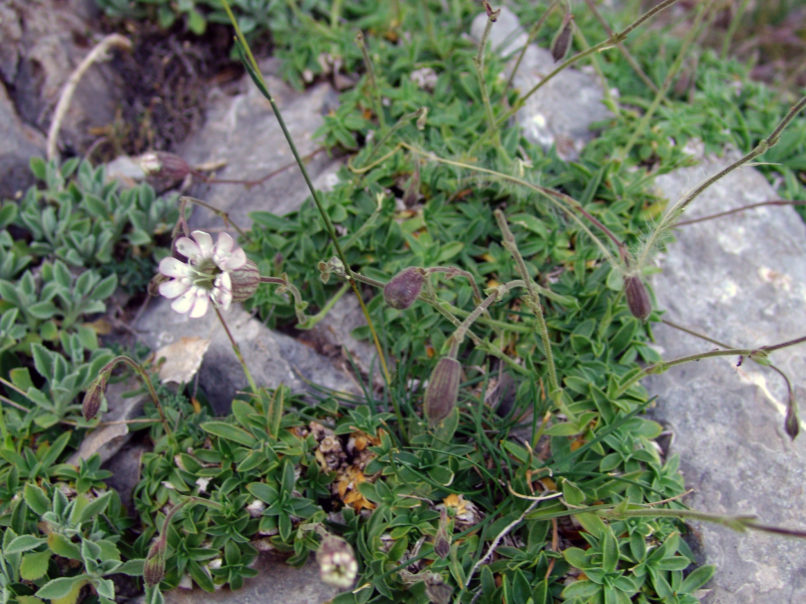 Caryophyllaceae 23 [?], GIONA-1