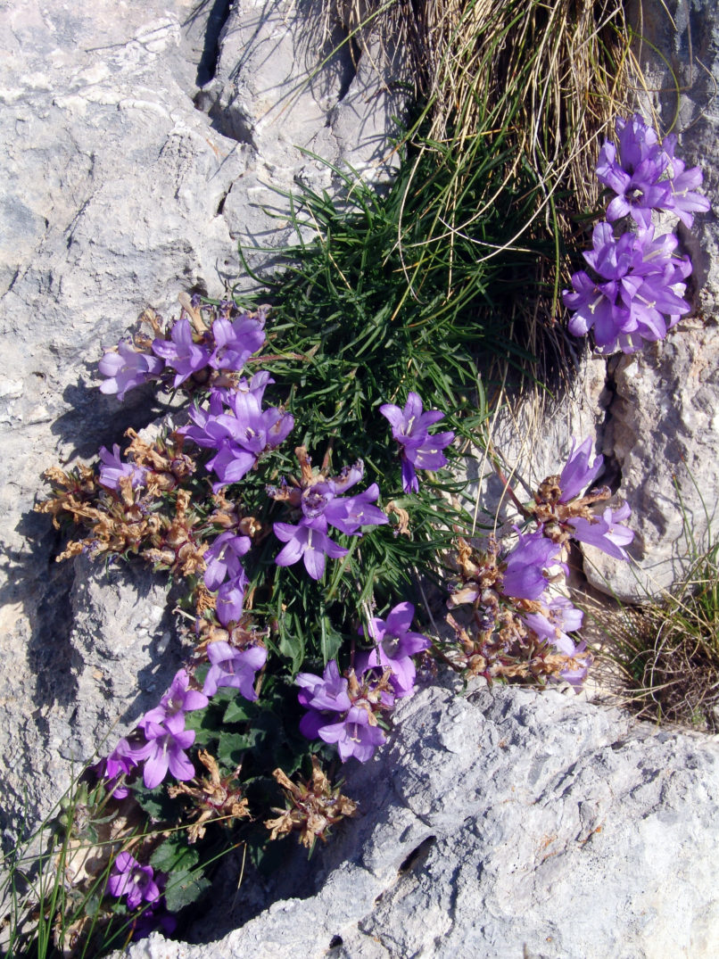 Campanula graminifolius (L.), GIONA-1