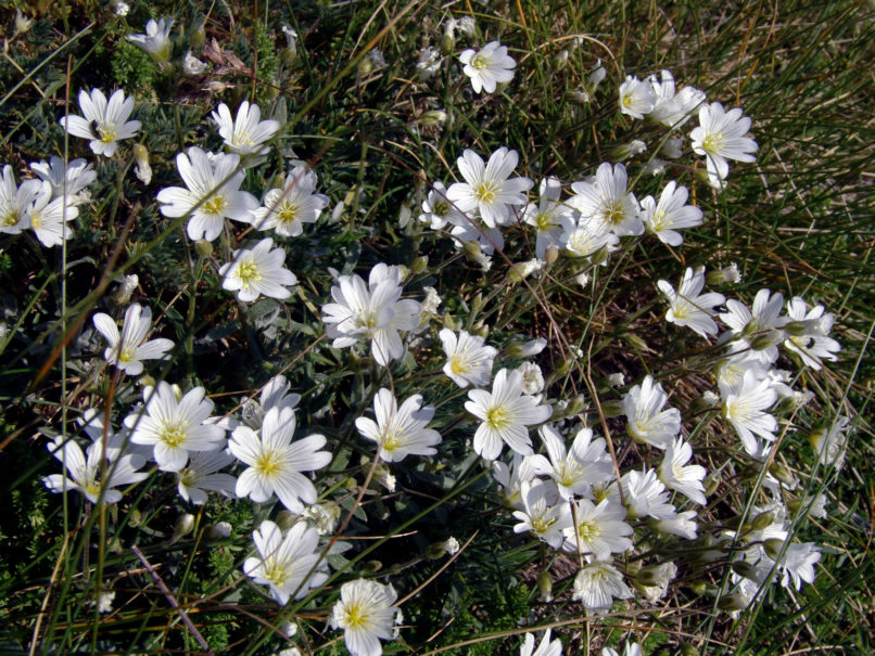 Cerastium cerastoides (L.) [?], GIONA-1