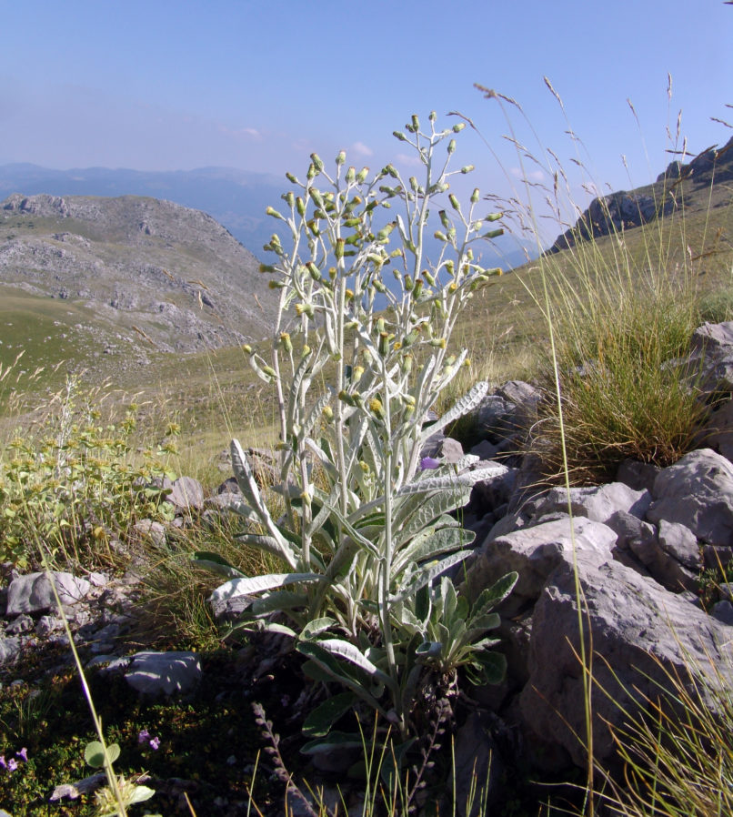 Compositae (Asteraceae) 5 [?], GIONA-1