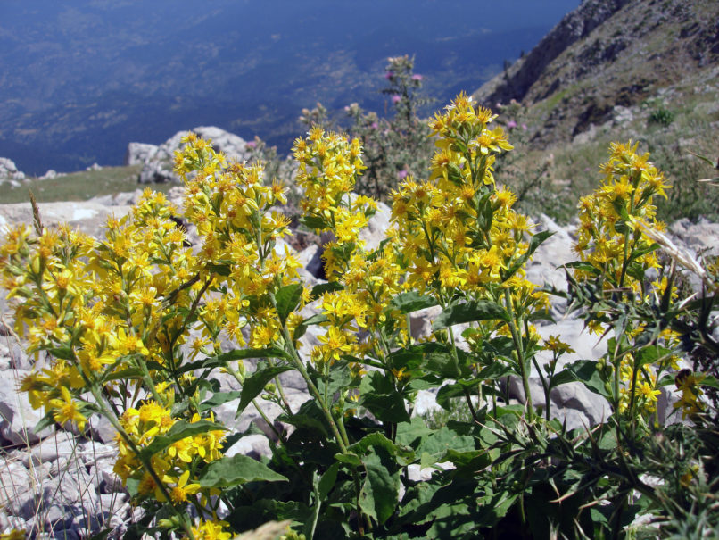 Solidago virgaurea (L.), GIONA-1