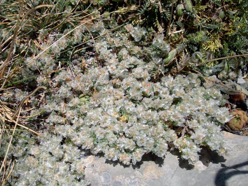 Paronychia macrosepala (Boiss.), GIONA-1