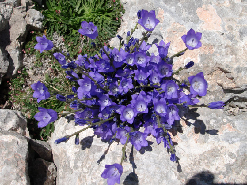 Campanula aizoon (Boiss. & Heldr.), GIONA-2