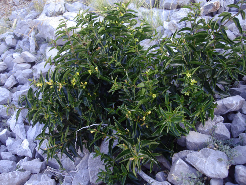 Vincetoxicum hirundinaria (Medik.) [Asclepias v. (L.)] GIONA-1