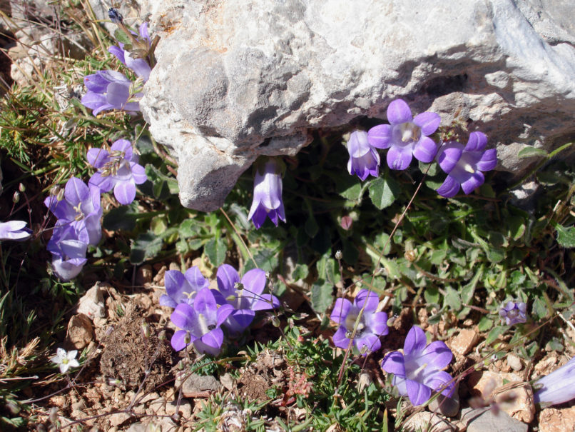 Campanula celsii (A. D.C.), GIONA-1