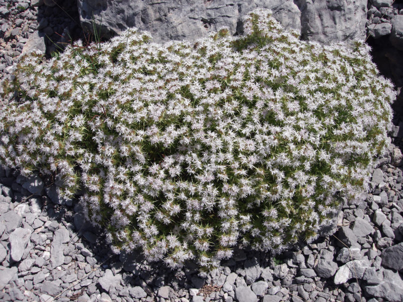 Drypis spinosa (L.), GIONA-1