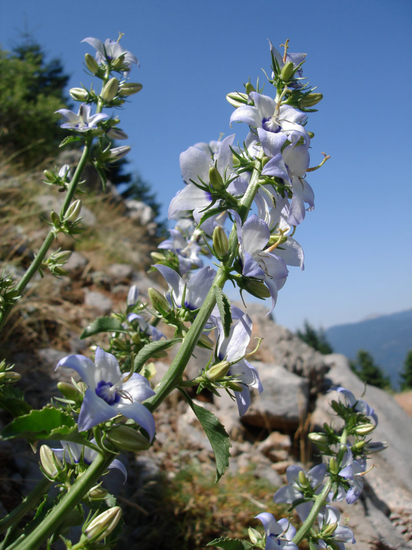 Campanula versicolor (Sibth.), GIONA-2