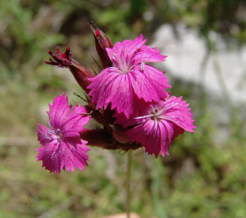Dianthus giganteus (L.), TYMPHI-2