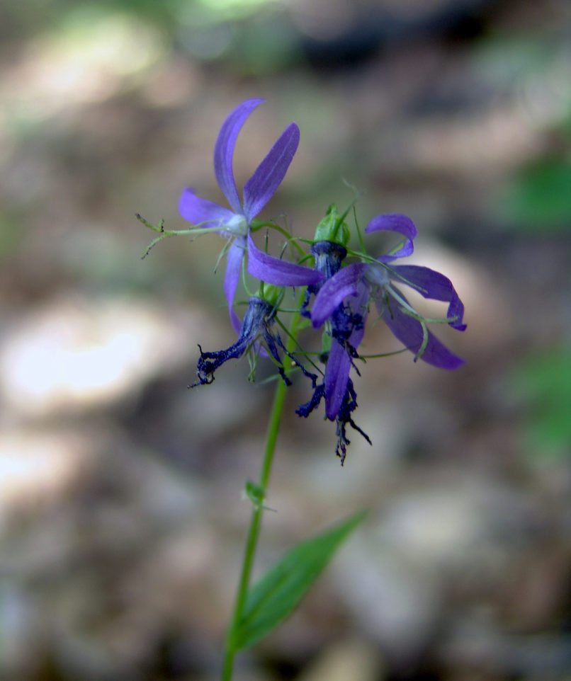 Asyneuma pilcheri (Vis.), TYMPHI-1