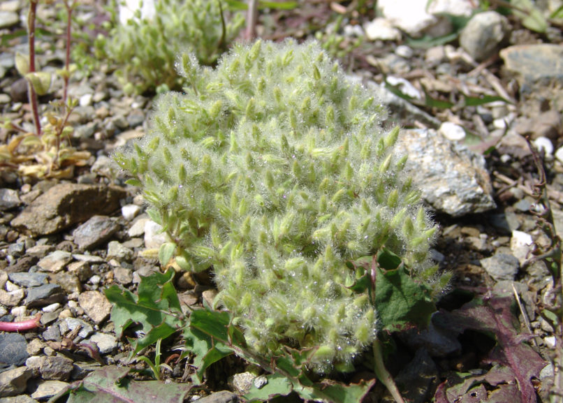 Stellaria pallida (Dumort.) [Stellaria media ssp. apetala], DIRFYS - XEROVOUNI-1