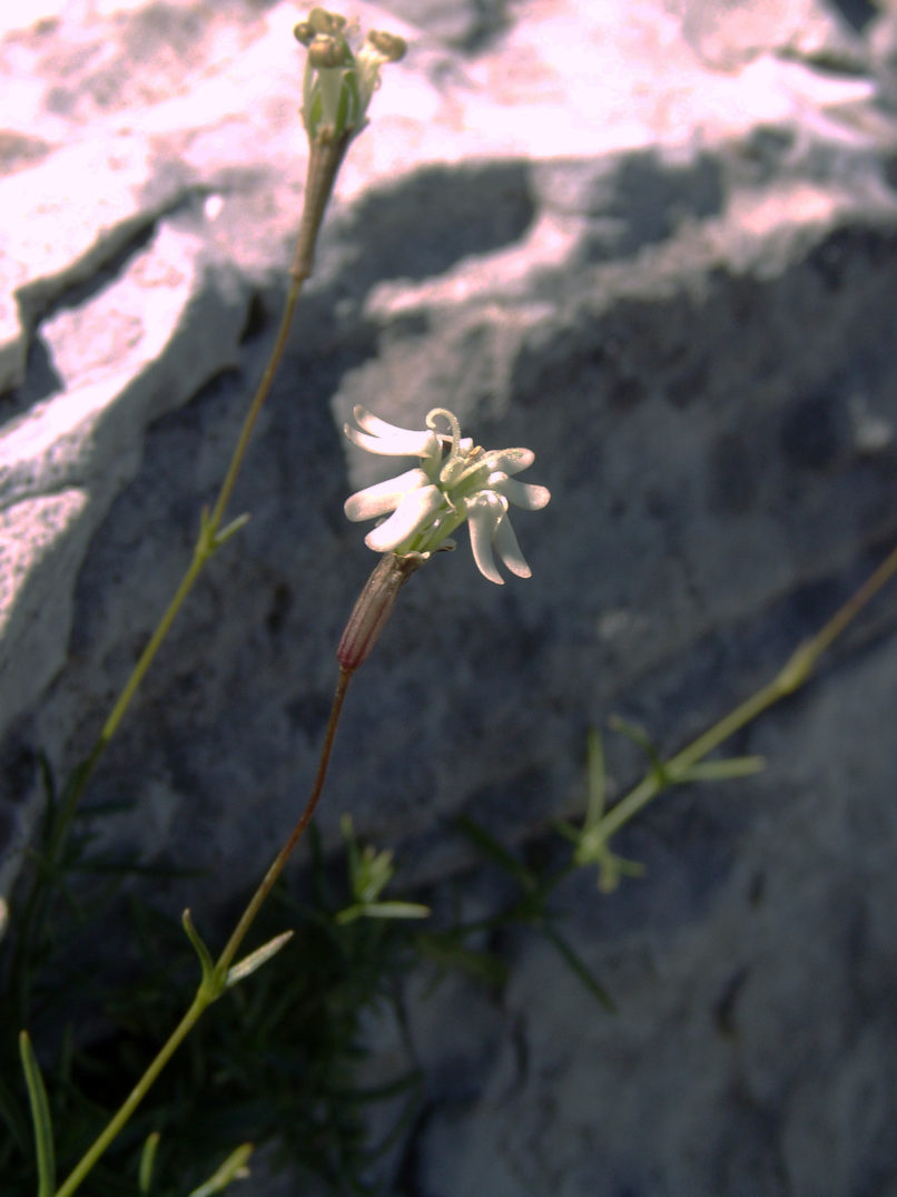 Caryophyllaceae 28 [?], ERYMANTHOS-1