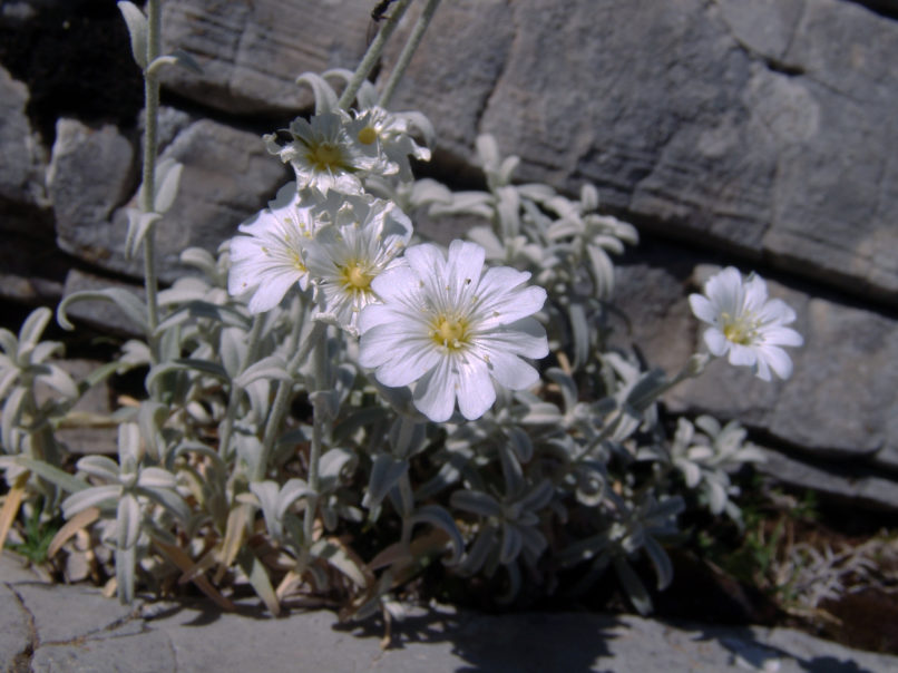 Caryophyllaceae 29 [?], ERYMANTHOS-2