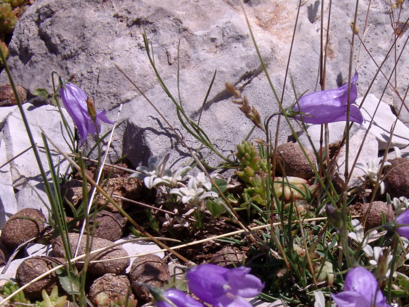 Campanula rotundifolia (L. F. Alba), ERYMANTHOS-1