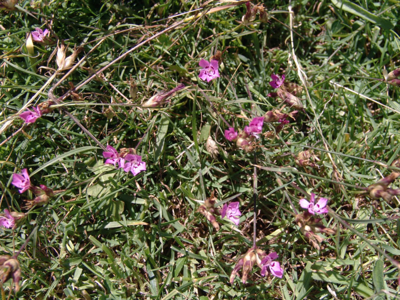 Dianthus tymphresteus (Boiss & Spruner), ERYMANTHOS-1