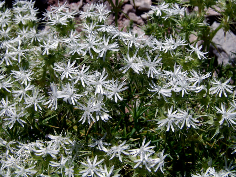 Drypis spinosa (L.), ERYMANTHOS-1