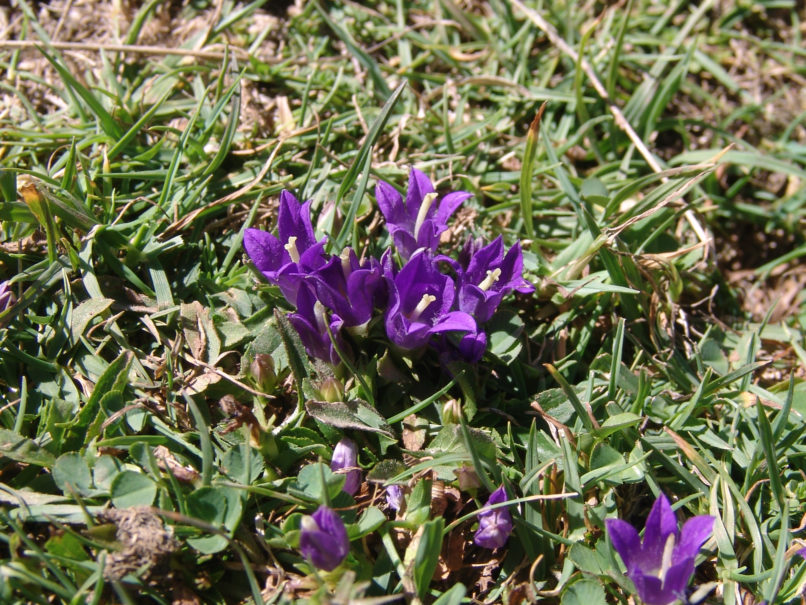 Campanula radicosa (Bory & Chaub.), ERYMANTHOS-1