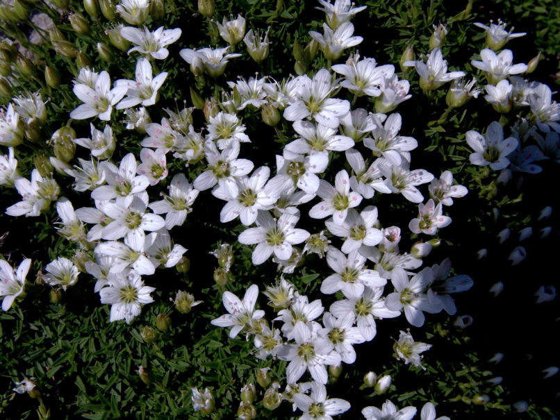 Minuartia stellata (Mair.) ssp. stellata, ERYMANTHOS-1