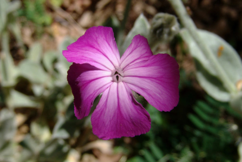 Lychnis coronaria (L.) [Silene coronaria (L.)], DIRFYS - XEROVOUNI-1