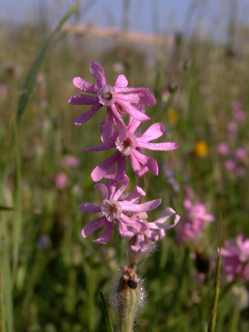 Silene bellidifolia (Jacq.), ZAKYNTHOS-3
