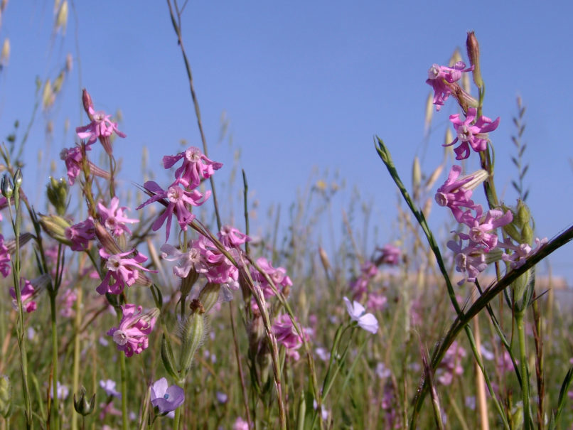 Silene bellidifolia (Jacq.), ZAKYNTHOS-2