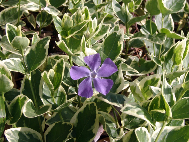 Vinca major (L.), SARAKINADO - ZAKYNTHOS-2
