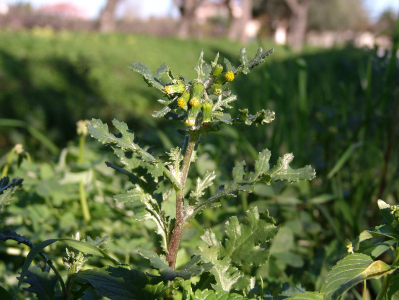 Senecio vulgaris (L.), SARAKINADO - ZAKYNTHOS-1