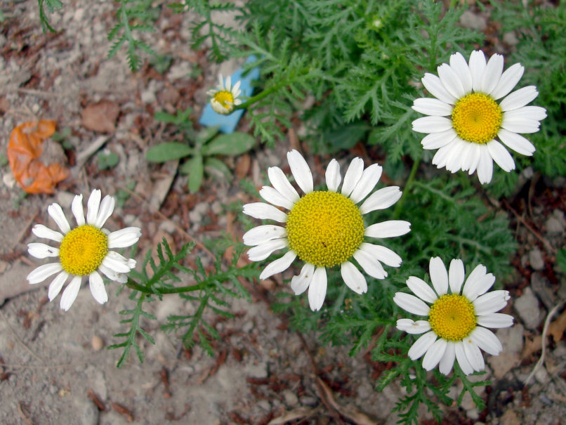 Anacyclus clavatus (Desf.), ZAKYNTHOS - SARAKINADO-1