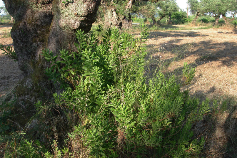 Inula viscosa (L.), SARAKINADO - ZAKYNTHOS-1