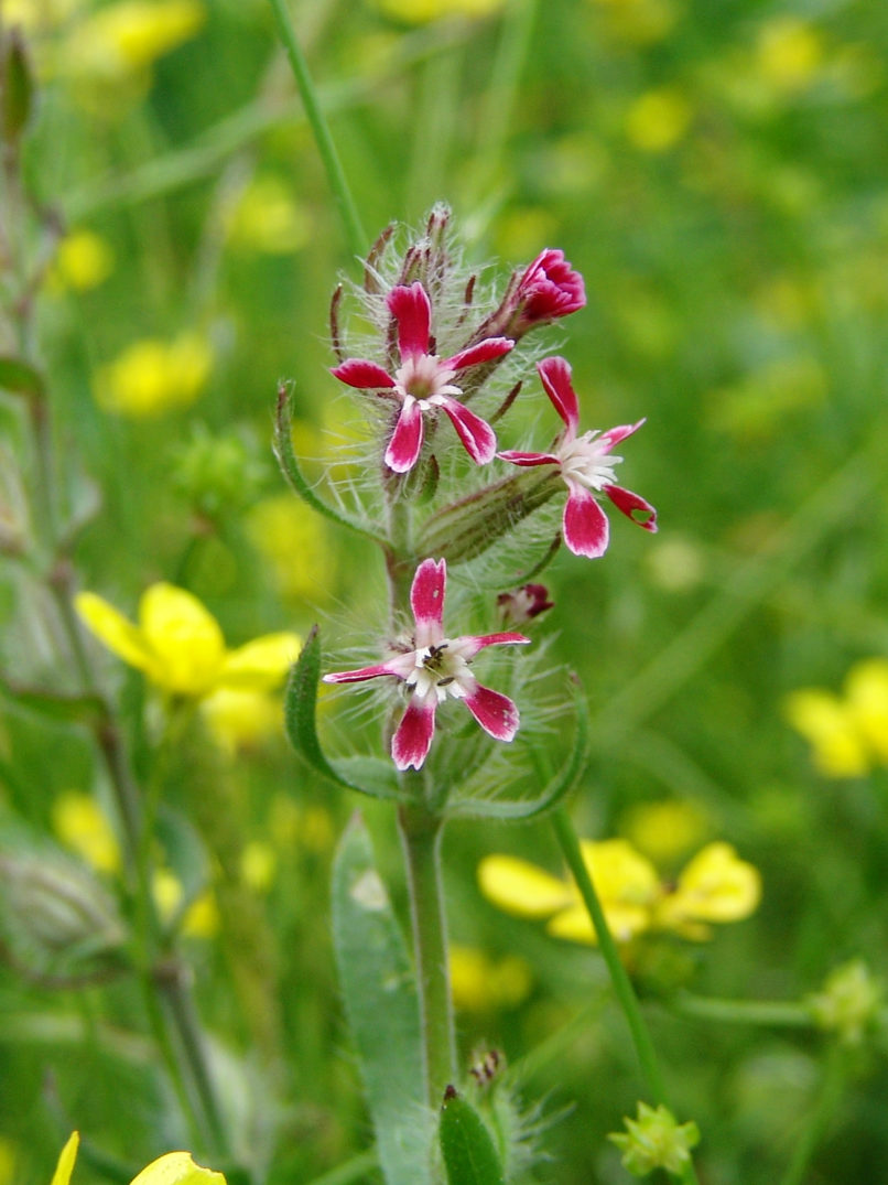 Silene gallica (L.), SARAKINADO - ZAKYNTHOS-2