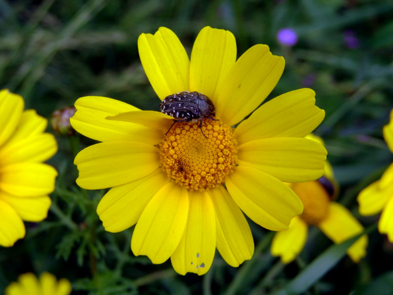 Chrysanthemum coronarium (L.), SARAKINADO - ZAKYNTHOS-1