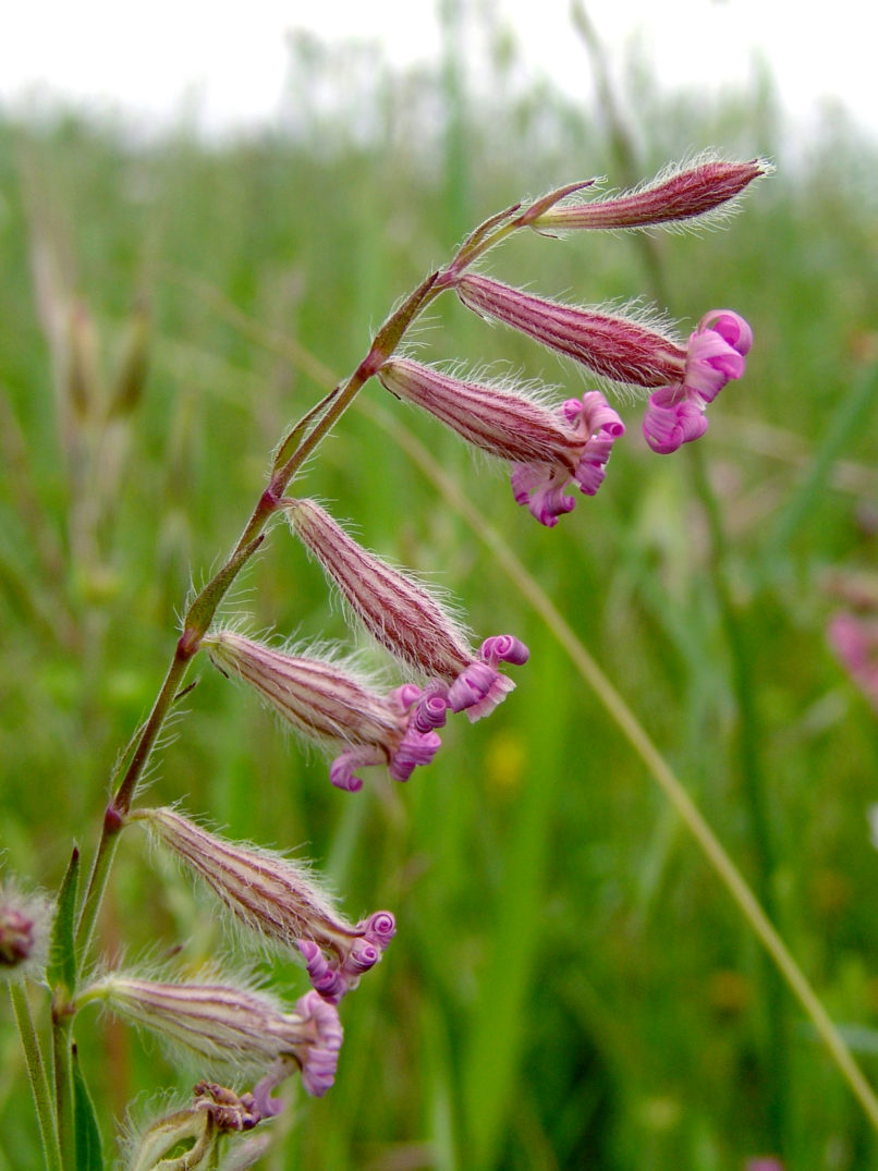 Silene bellidifolia (Jacq.), ZAKYNTHOS-4