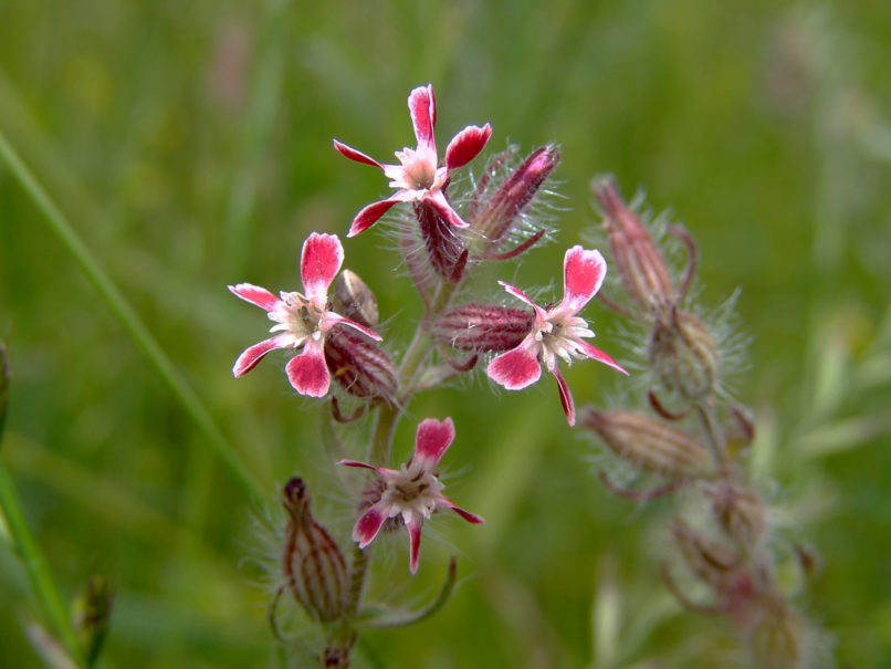 Silene gallica (L.), SARAKINADO - ZAKYNTHOS-3