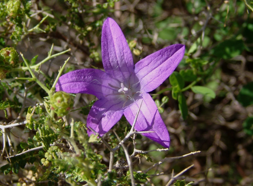 Campanula spatulata (Sibth. & Sm.), ZAKYNTHOS-1