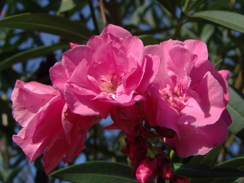 Nerium oleander (L.) ZAKYNTHOS-1