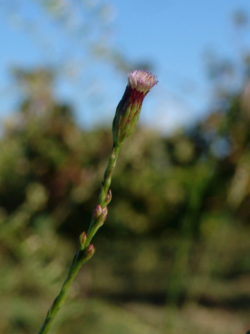 Compositae (Asteraceae) 7 [?], ZAKYNTHOS - SARAKINADO-2
