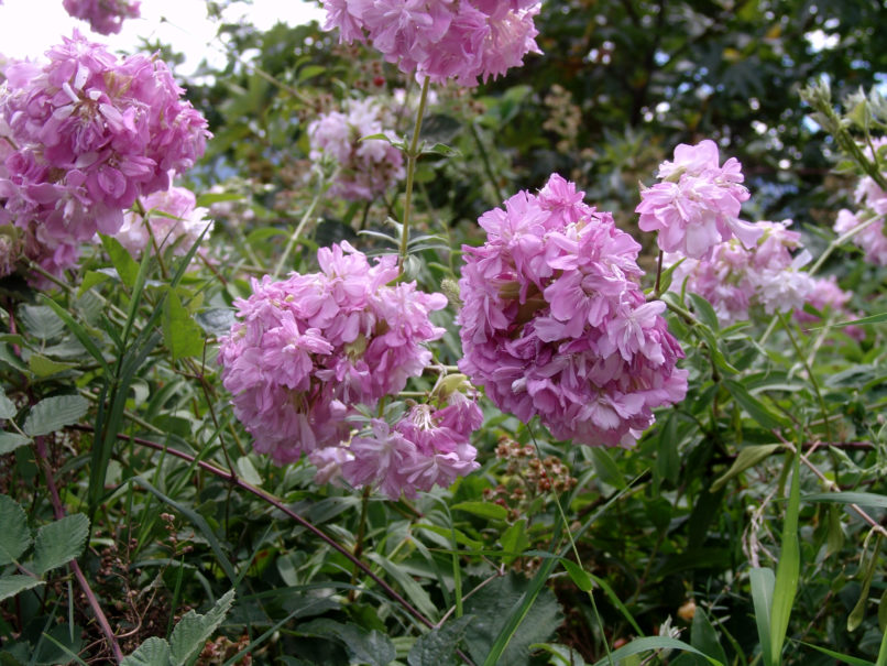 Saponaria officinalis (L.), TYMPHRISTOS-1