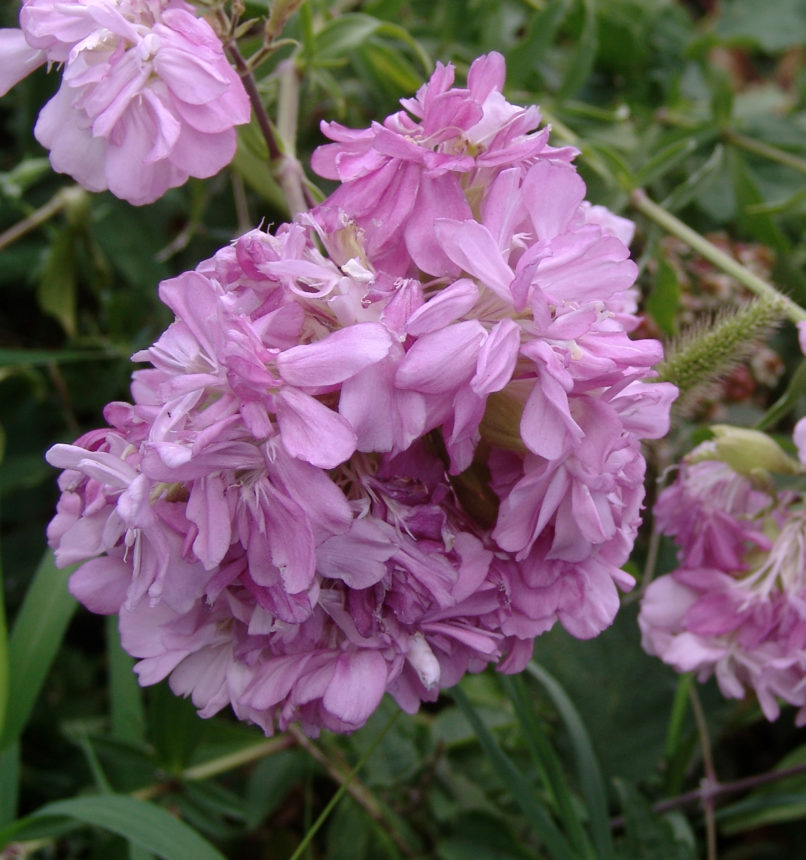 Saponaria officinalis (L.), TYMPHRISTOS-2