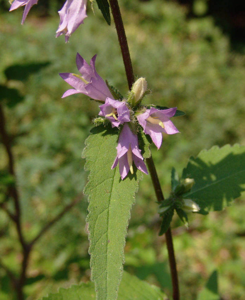 Campanula latifolia (L.), METSOVO - MAUROVOUNI-1