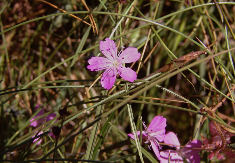 Saponaria hausknechtii (Simmler), METSOVO - MAUROVOUNI-1