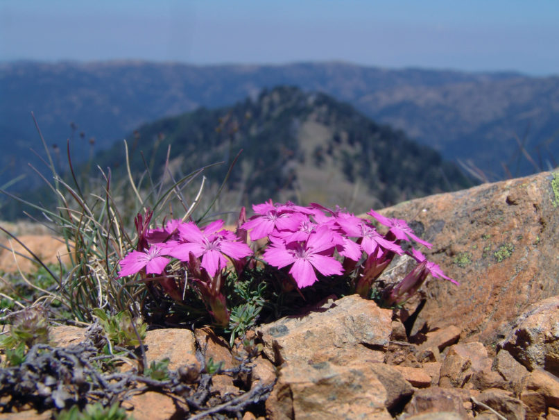 Dianthus haematocalyx (Boiss. & Heldr.), METSOVO - MAUROVOUNI-1
