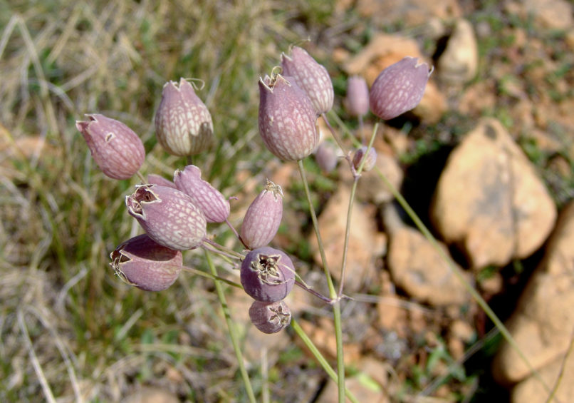 Caryophyllaceae [?], METSOVO - MAUROVOUNI-1