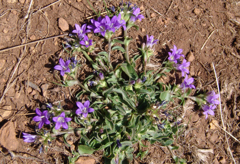 Campanula radicosa (Bory & Chaub.), METSOVO - MAUROVOUNI-1