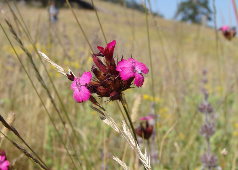Dianthus giganteus (L.), METSOVO - MAUROVOUNI-1